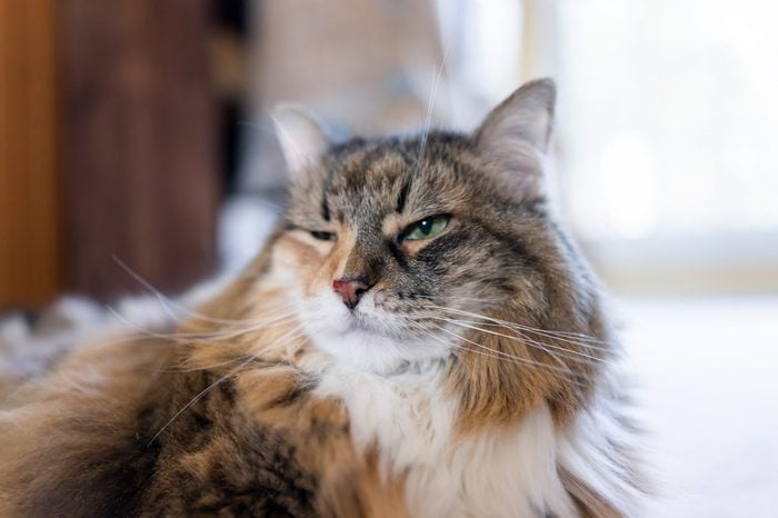 Closeup of Maine Coon calico cat face with focus on bloody cut nose after fighting, with green blinking eyes