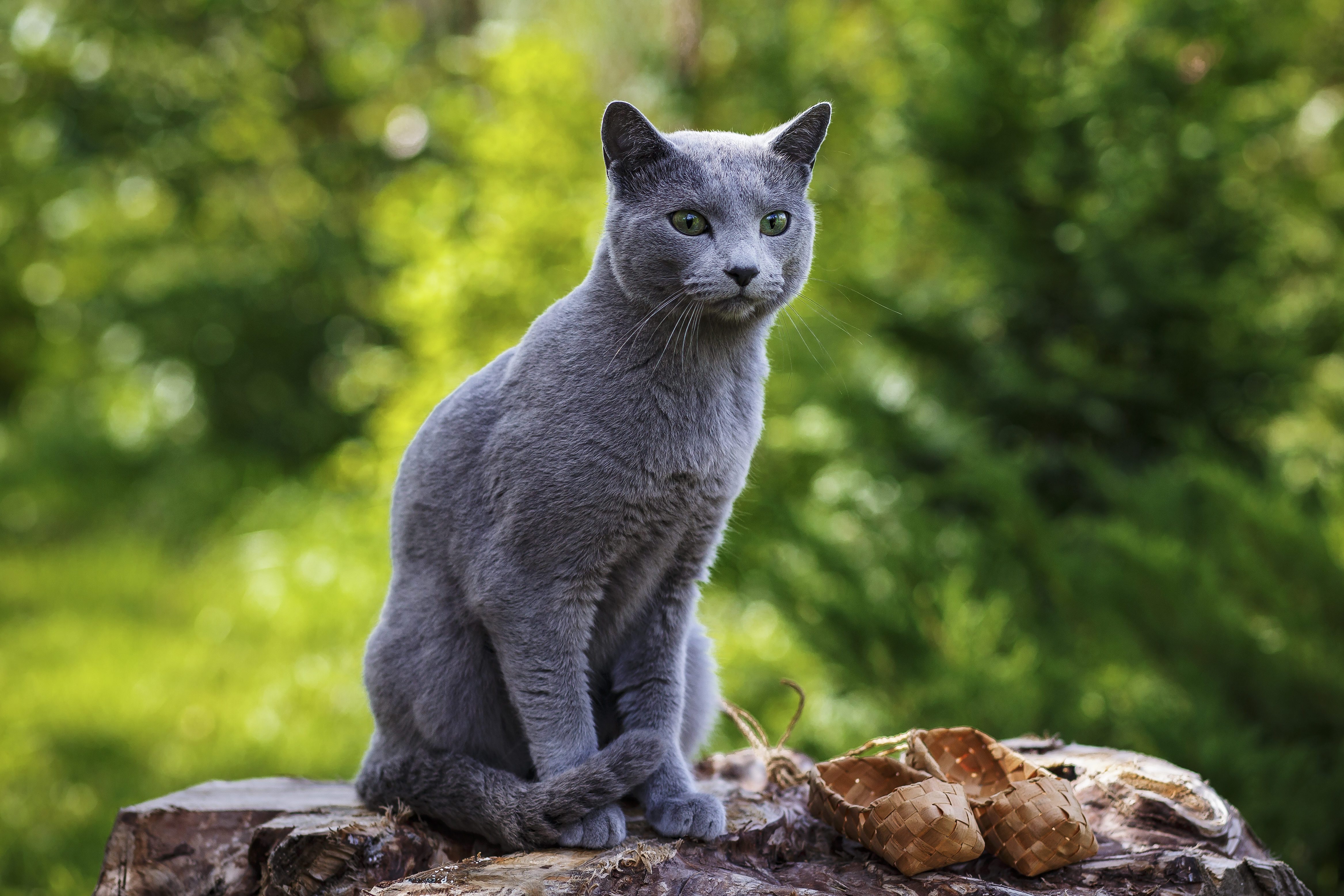 Grey little cat breed Russian Blue sitting on the rocks
