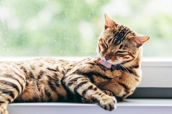 Cat grooming himself cleaning his fur while resting on window sill. Bengal cat. Spines on the cat's tongue visible