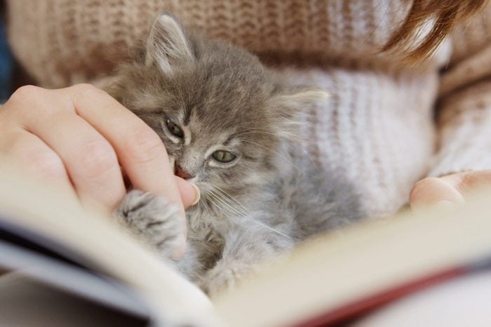 Close up of cute small grey cat licking a woman's hand and falling asleep on the book. Indoors