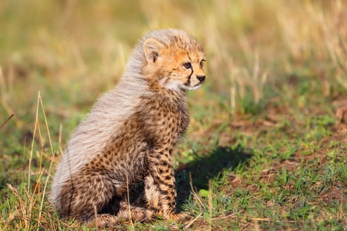 Seven weeks old Cheetah cub in Masai Mara, Kenya
