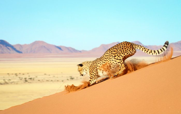 Cheetah in the Namib Desert