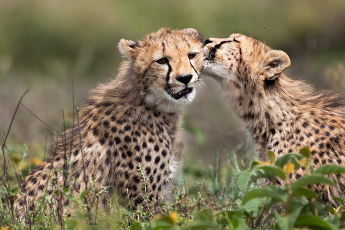 Cheetah cub licking his sister after eating