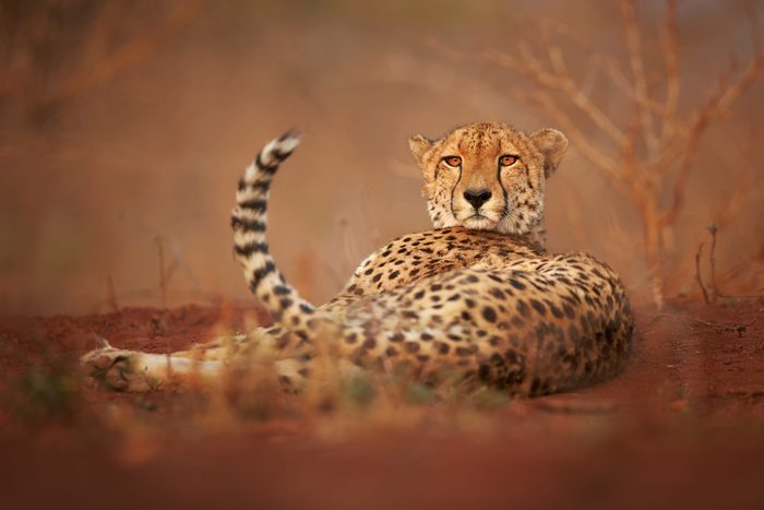 Wild Cheetah, Acinonyx jubatus, relaxing on reddish soil, staring directly at camera. Ground level photography. Typical KwaZulu Natal's dry forest environment. Zimanga, South Africa.