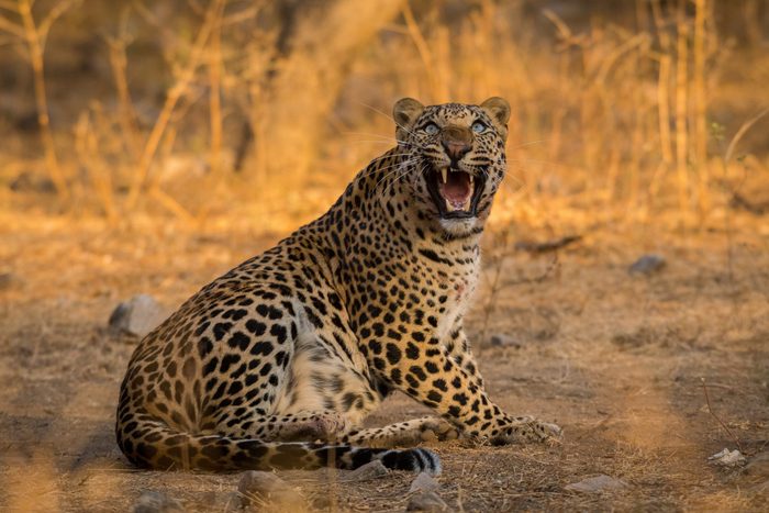 Survival of the fittest. An aggressive and intense look by a male leopard with a female blue bull kill in a morning drive at jhalana forest reserve, Jaipur, India