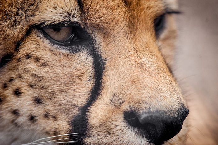 cheetah closeup detail of a head