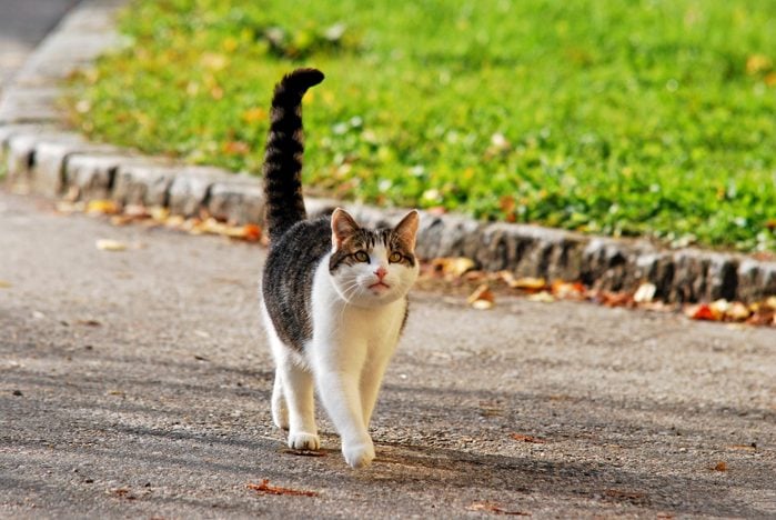 cat with extended tail walking on the street