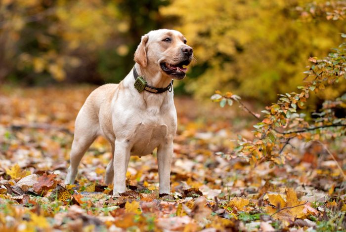Labrador Retriever in the autumn forest with a tracker on his neck.