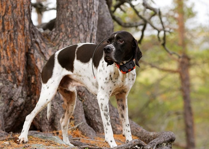 Dog english pointer standing under pine tree, having gps tracker 