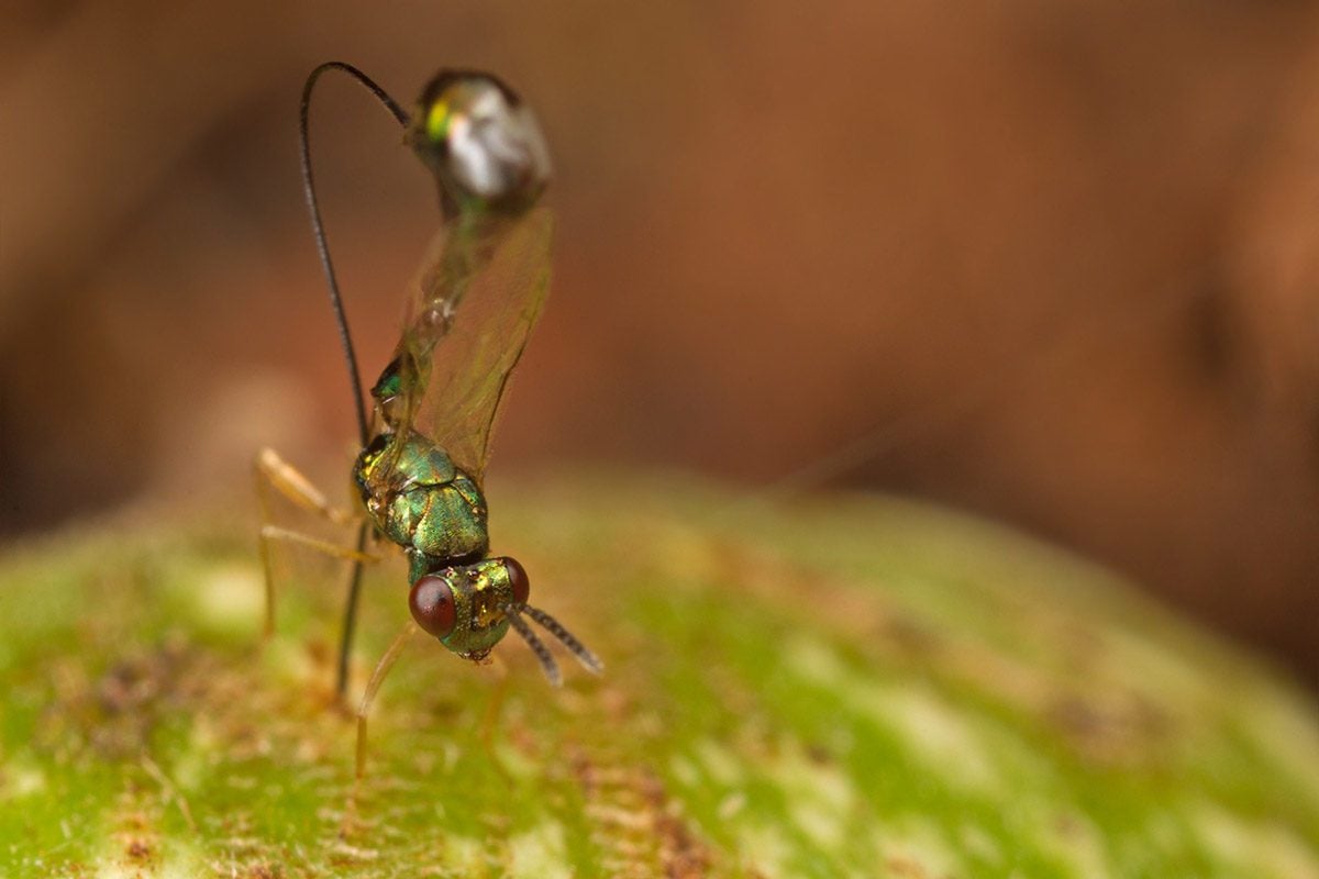 Non-pollinating fig wasp