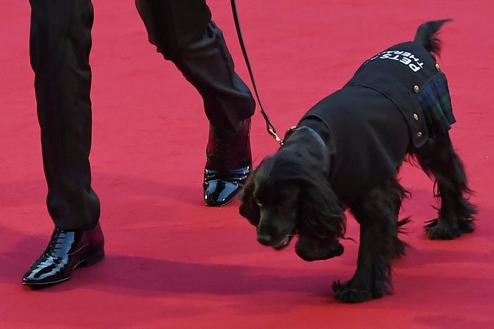 James Middleton Dog on red carpet