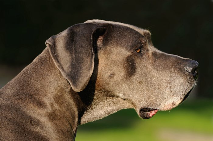 Great Dane blue 12 Years old Deutsche Dogge