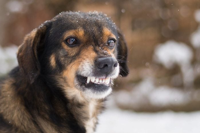 Angry dog shows teeth. Pets. Wicked aggressive dog. Angry dangerous dog protection barking attacks. "best friend" , Enraged aggressive, angry dog. Grin jaws with fangs , hungry, drool.