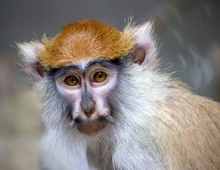portrait of guenon monkey