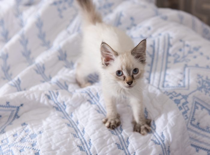 Adorable White and Tan Kitten Playing on Soft Bed