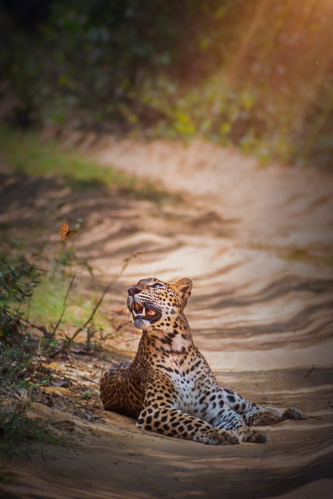 This is Sri Lankan leopard.A endangered cat species.Captured at the national sanctuary of Wilpatthu in Sri Lanka. Captured in a safari trip in 2019