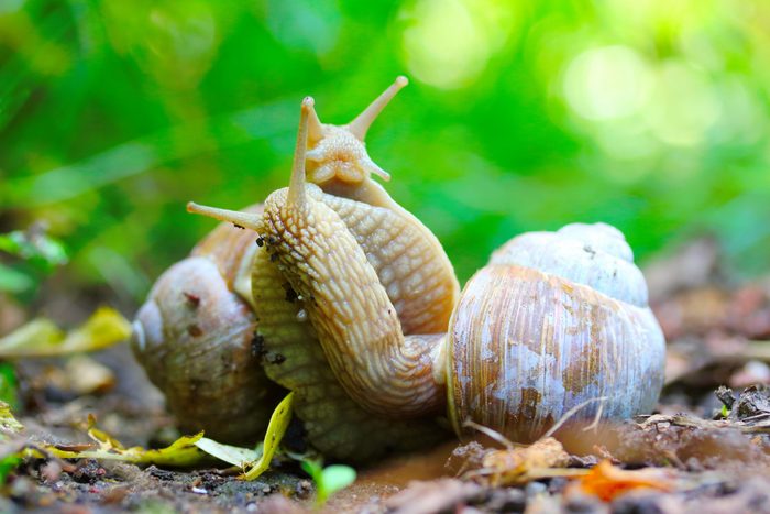 Love making snails couple on garden. Closeup of mating animals. Humorous situation in nature. The Helix Pomatia or Burgundy Snail is popular French food.