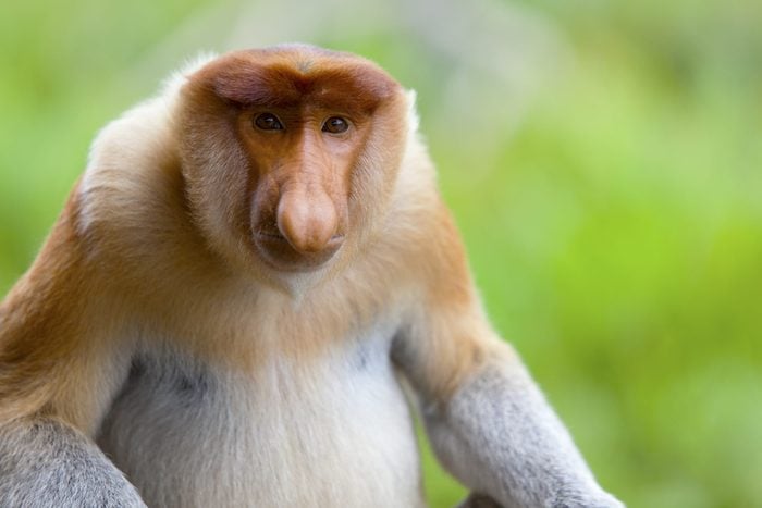 A proboscis monkey sat down and looking to camera, Sandakan, Malaysia.