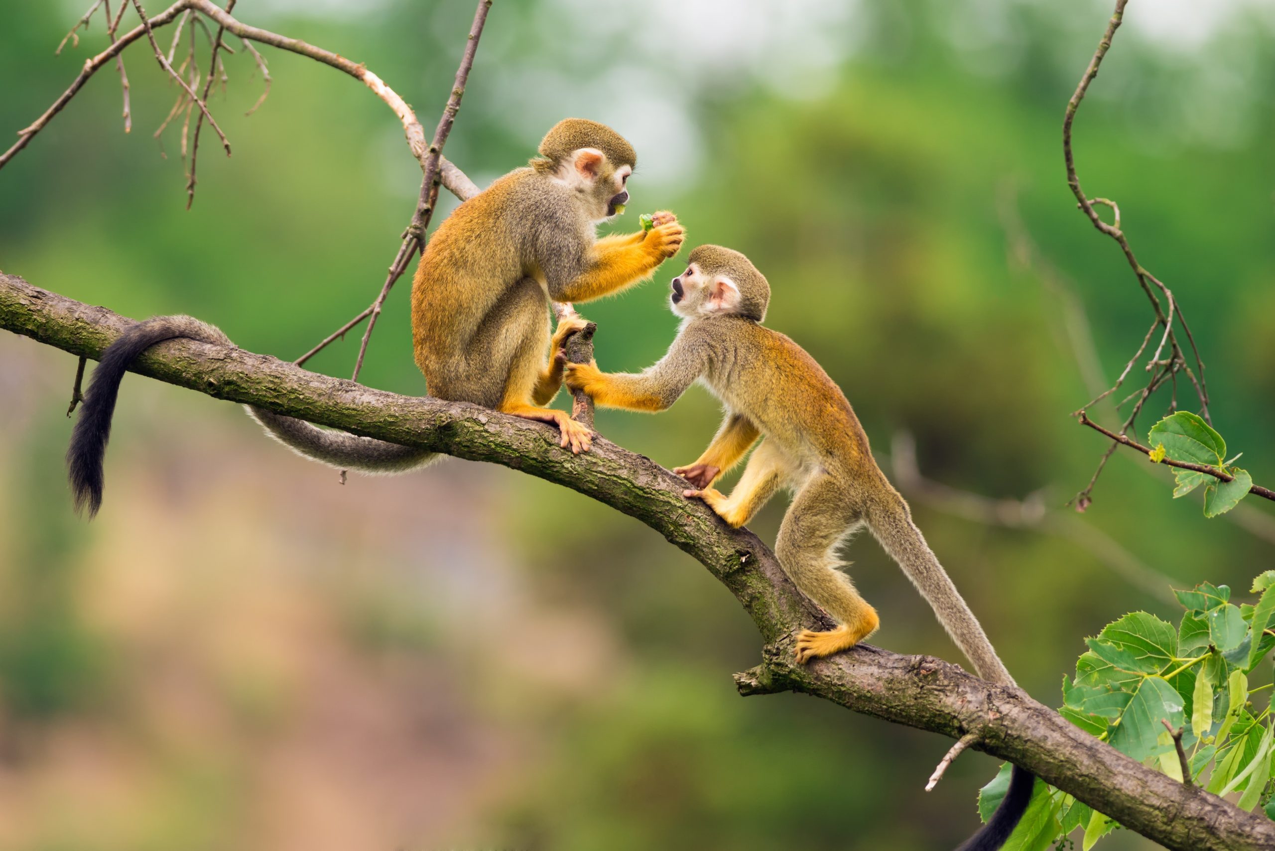 How Many Types Monkeys Are There in the World? | Reader's Digest
