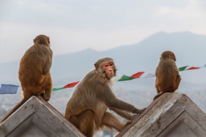 Macaque monkey sitting at the site of the Swayambhunath Temple (Monkey Temple), the background is a view of the city and its hills