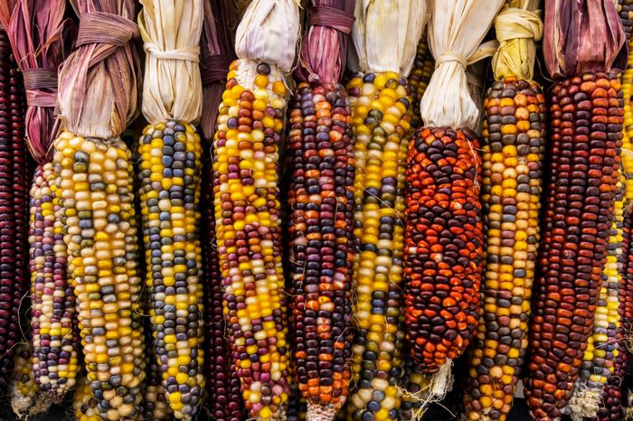 Bountiful Indian Corns