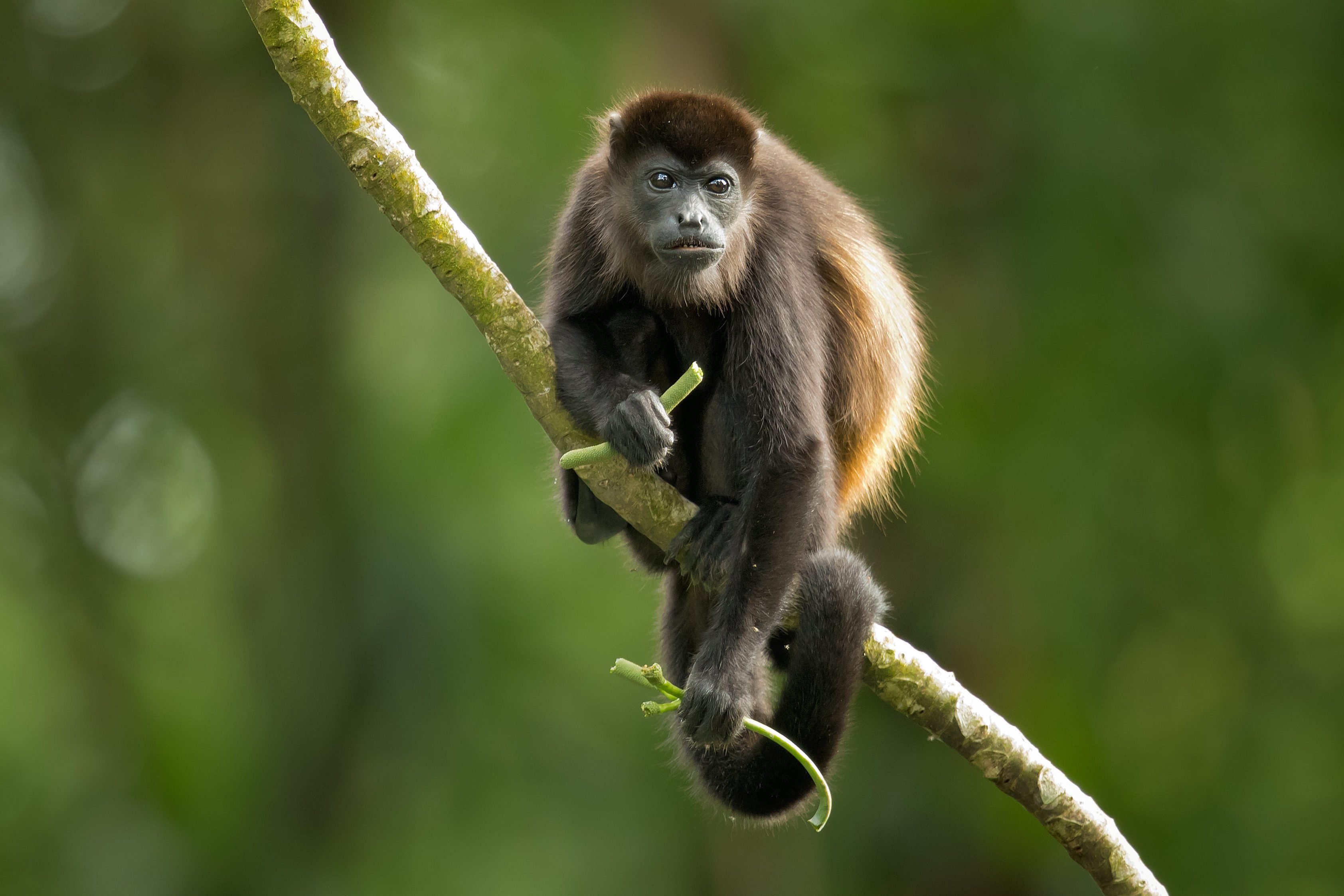 Mantled howler (Alouatta palliata), or golden-mantled howling monkey, is a species of howler monkey, a type of New World monkey, from Central and South America.