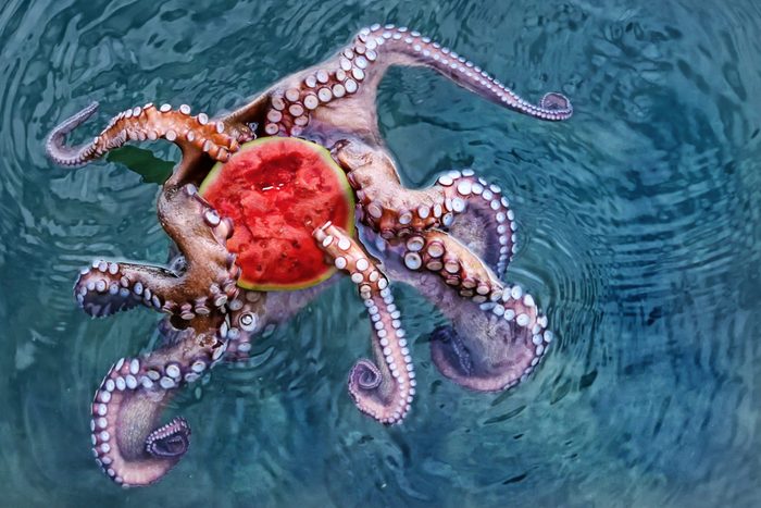 Valencia, Spain: 01.23.2019; The octopus with watermelon
