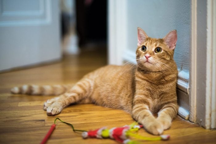 Cute, orange tabby cat looks alert and wants to play, in an older, urban, city apartment with wood floors. His toy lies unused beside him.