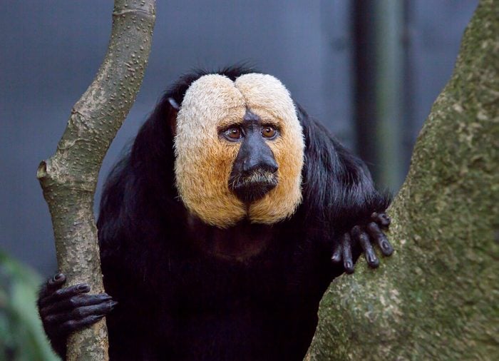 White-faced saki. It is a species of Primate in the order broad-nosed monkeys. Pale Saki reaches a length of 30 to 48 cm, habitat-northeastern South America.
