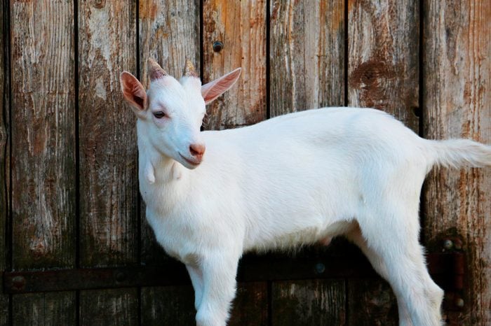 Baby goat portrait against wood wall