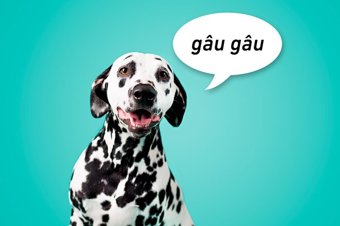 portrait of a dalmation dog on aqua background with speech bubble "gau gau"