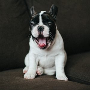Black and white French bulldog yawning on a brown couch