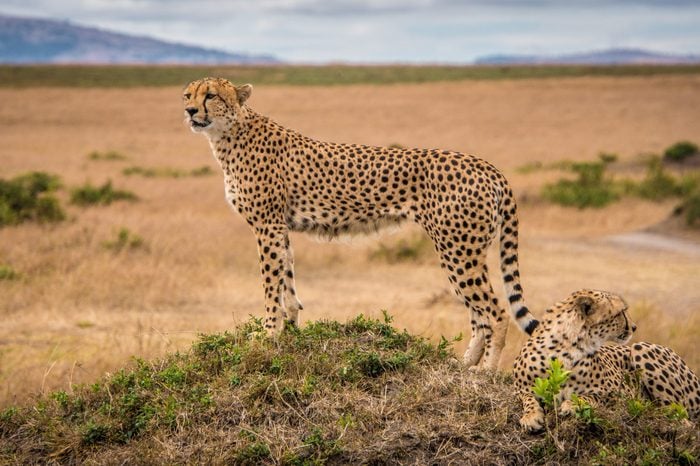 Cheetah on the lookout in Masai Mara National Park, Kenya.