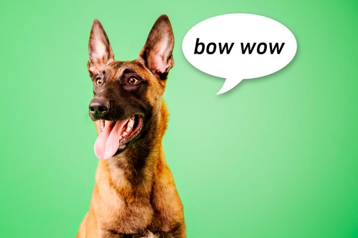 The Belgian Shepherd, The Malinois dog on green background with speech bubble "bow wow"