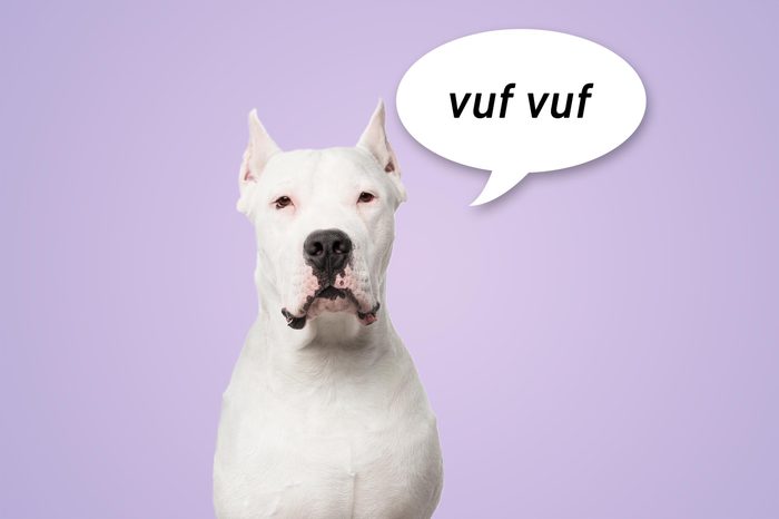 portrait of a white pit bull dog on lavender background with speech bubble "vuf vuf"