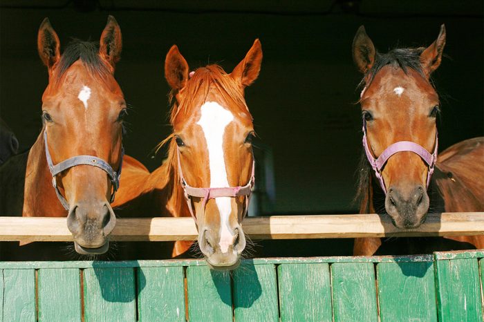 Nice thoroughbred horses in the stable door
