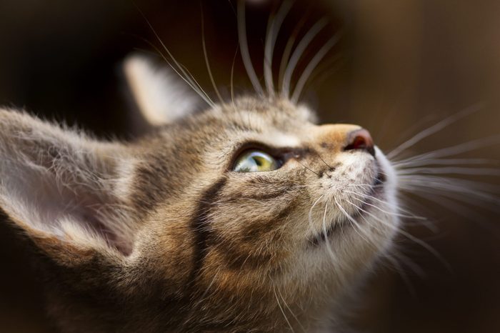 kitten with beautiful eyes , muzzle kitten closeup cat closeup on the blurry background