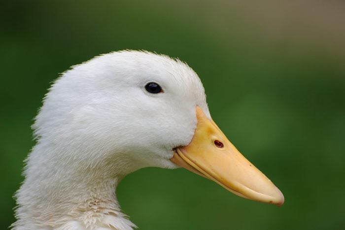 Duck close up on a background of green grass