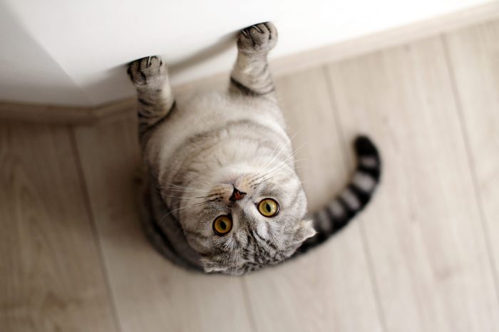 Scottish Fold cat stands on its hind legs leaning on the wall. Animal portrait