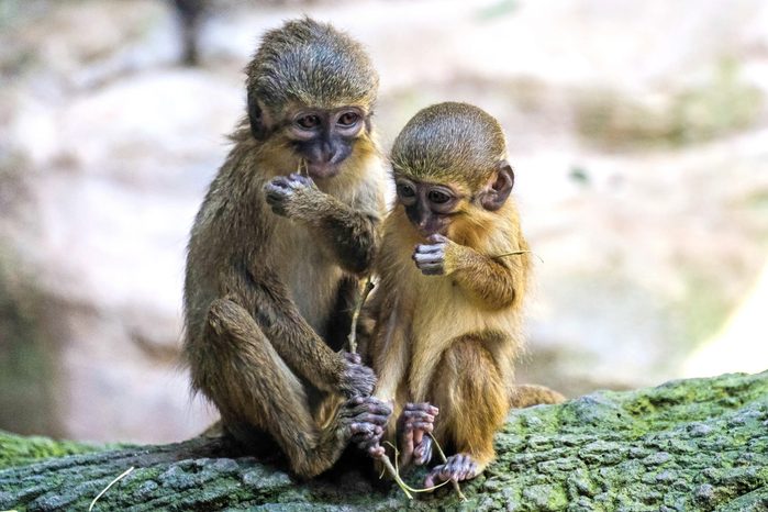 A Pair of Talapoin Monkeys (Miopithecus talapoin) in the Bioparc Fuengirola; Shutterstock ID 434655826; Job (TFH, TOH, RD, BNB, CWM, CM): RD