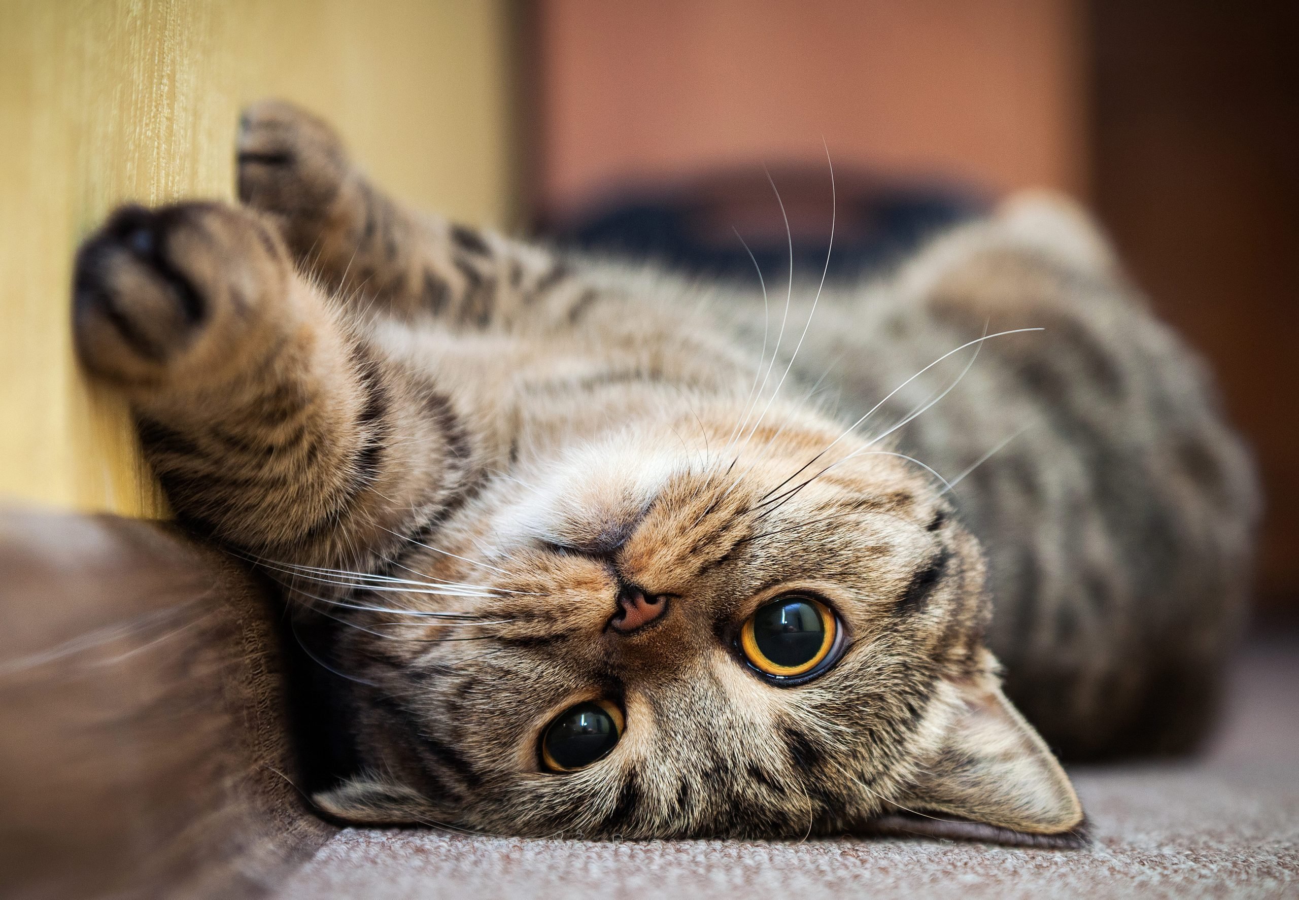 International Cat Day: 5 weird things your cat is doing and why