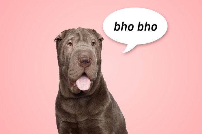 portrait of a grey shar pei dog on pink background with speech bubble "bho bho"