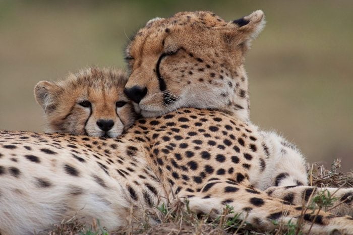 endangered cheetahs
