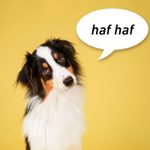 How Dogs Bark in Different Languages