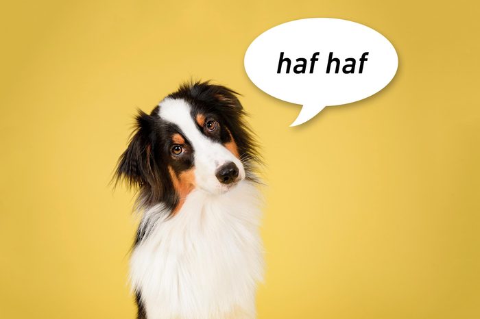 Australian Shepherd Dog in Studio on Yellow Background with speech bubble "haf haf"
