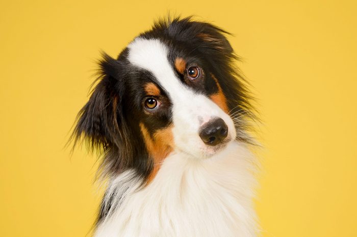 australian shepherd dog on yellow most popular dog names 2019