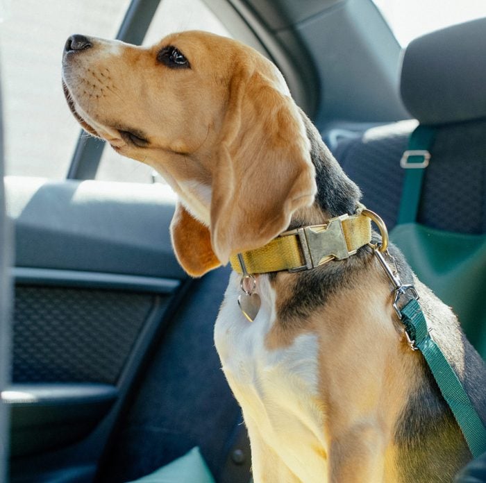 dog car back seat
