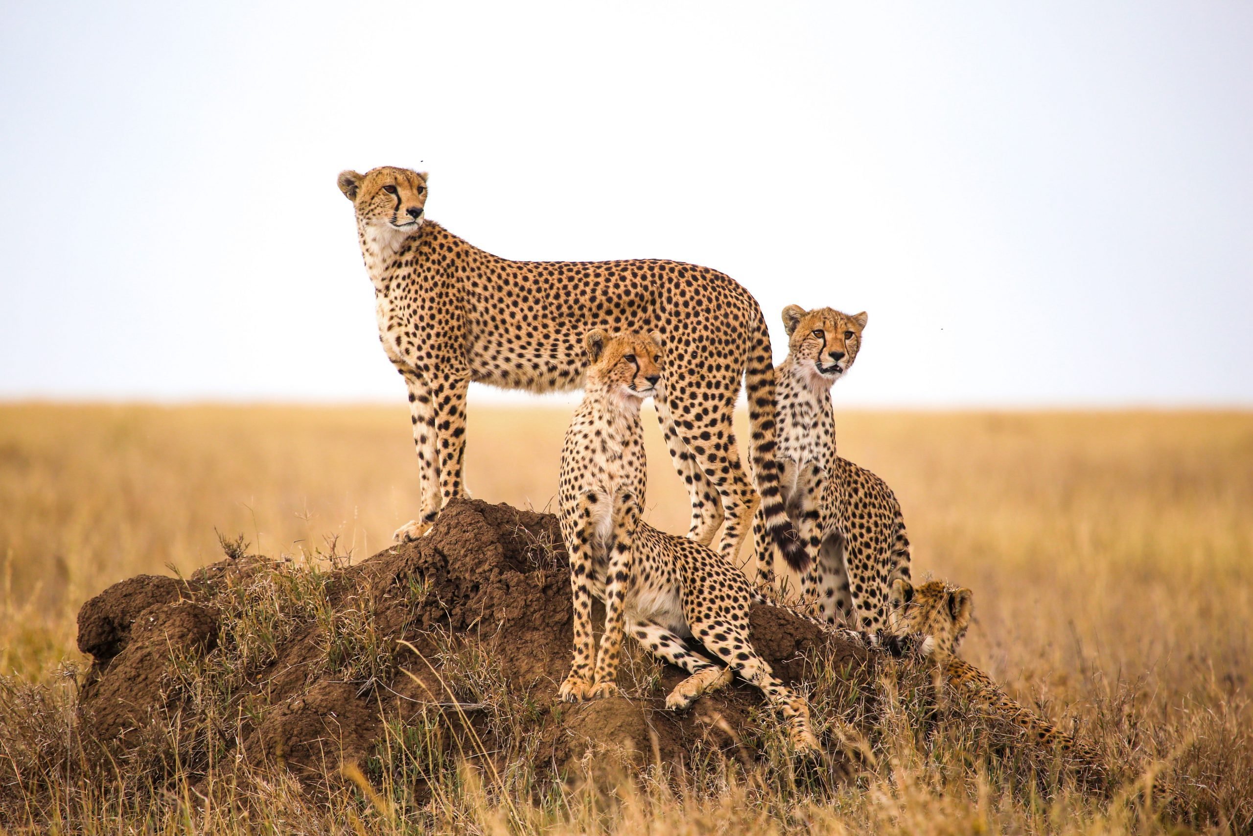 How Many Cheetahs Are Left in the World? Reader's Digest