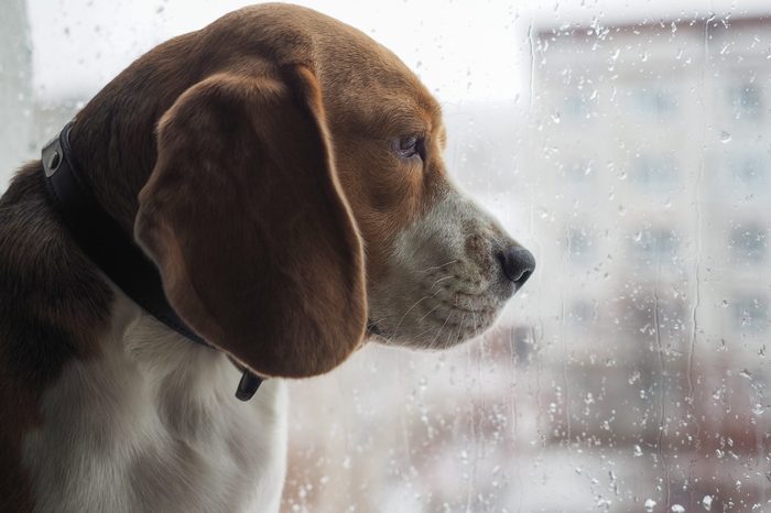 the breed of dog, the Beagle looks out the window through the glass with rain drops