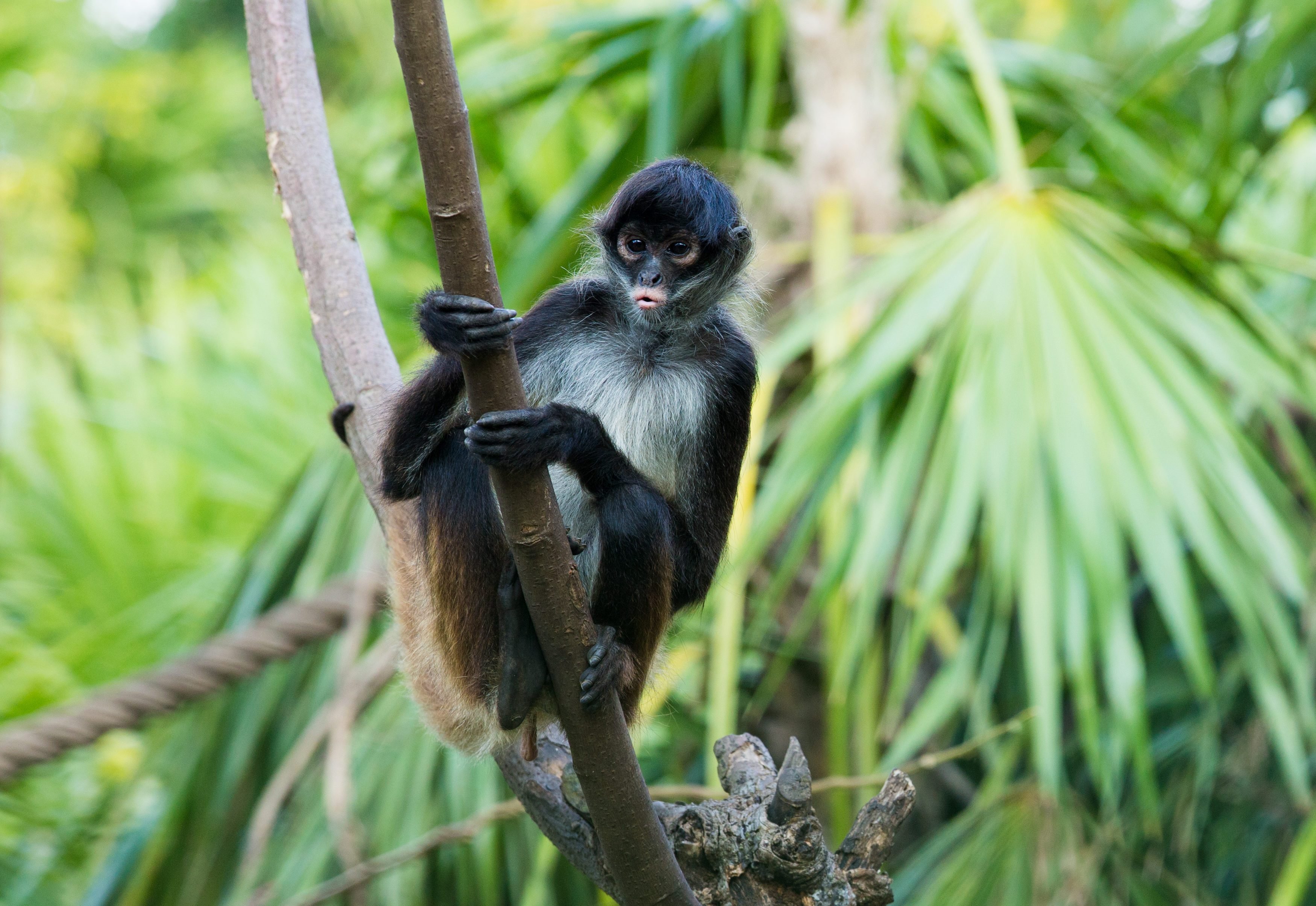 How Many Types of Monkeys Are There in the World? | Reader's Digest